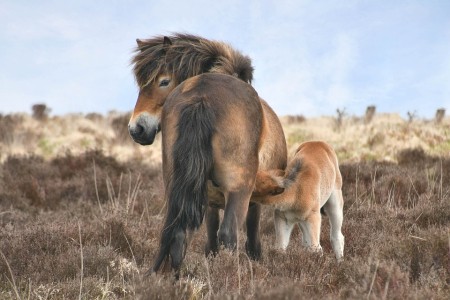 exmoor pony.jpg